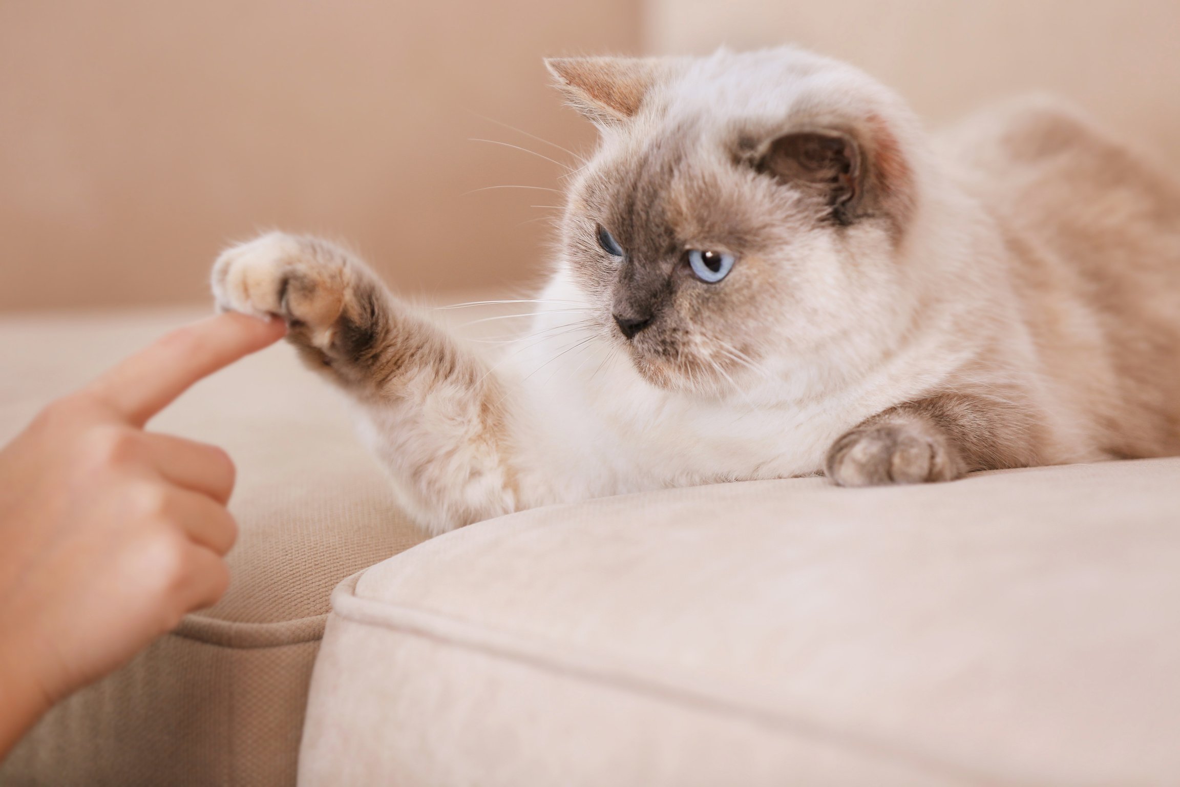 Cat Playing with Human