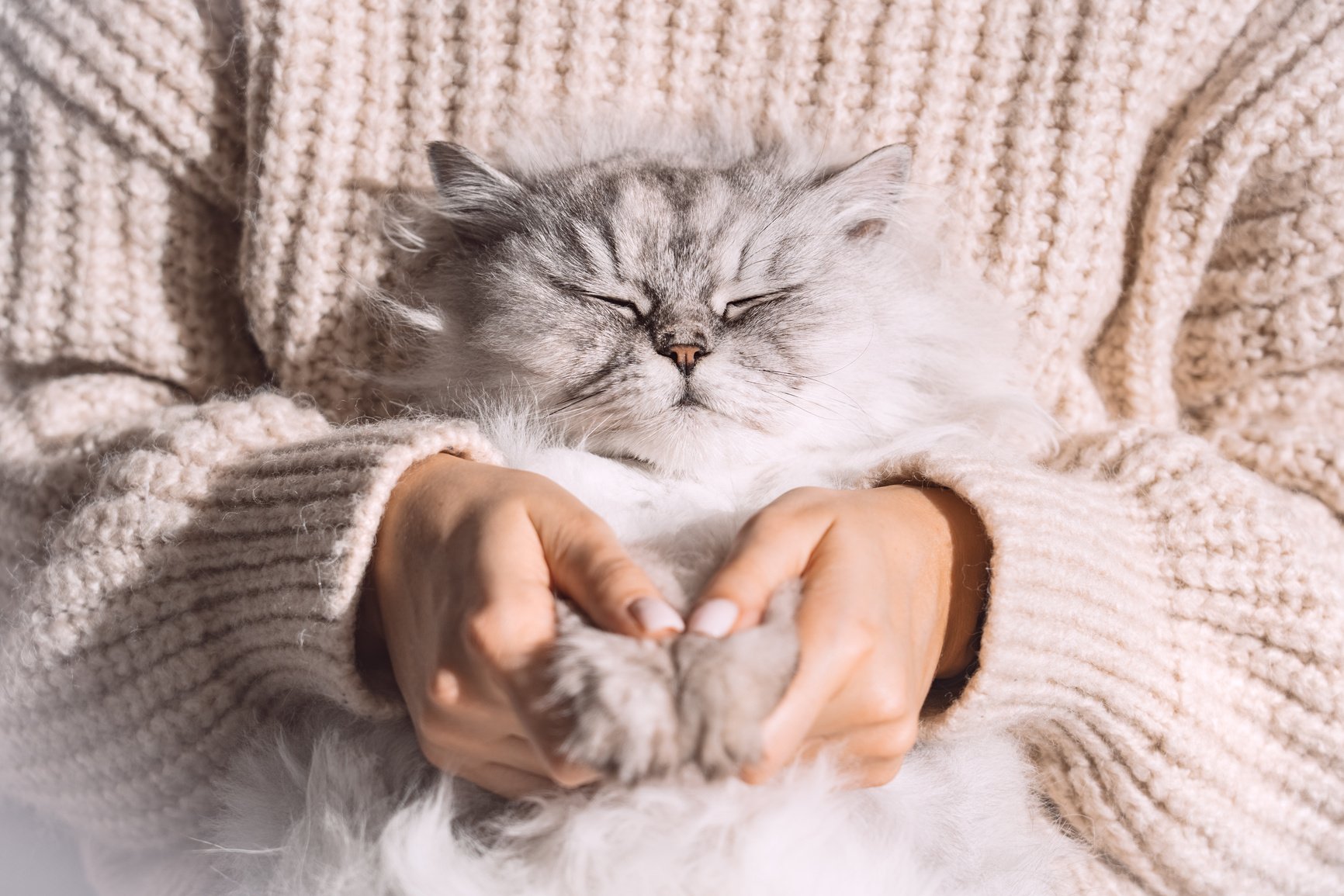 Cute fluffy relaxed cat sleeping in the arms. Love cats and humans. Cat cozy sleep in owner arms.